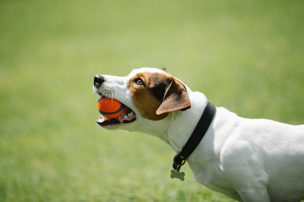 jouets Jack Russell Terrier